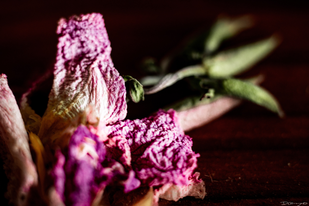 Photos of flowers, focaccia, fun Lucky Charms, and pretty Berkeley neighborhood sights.
